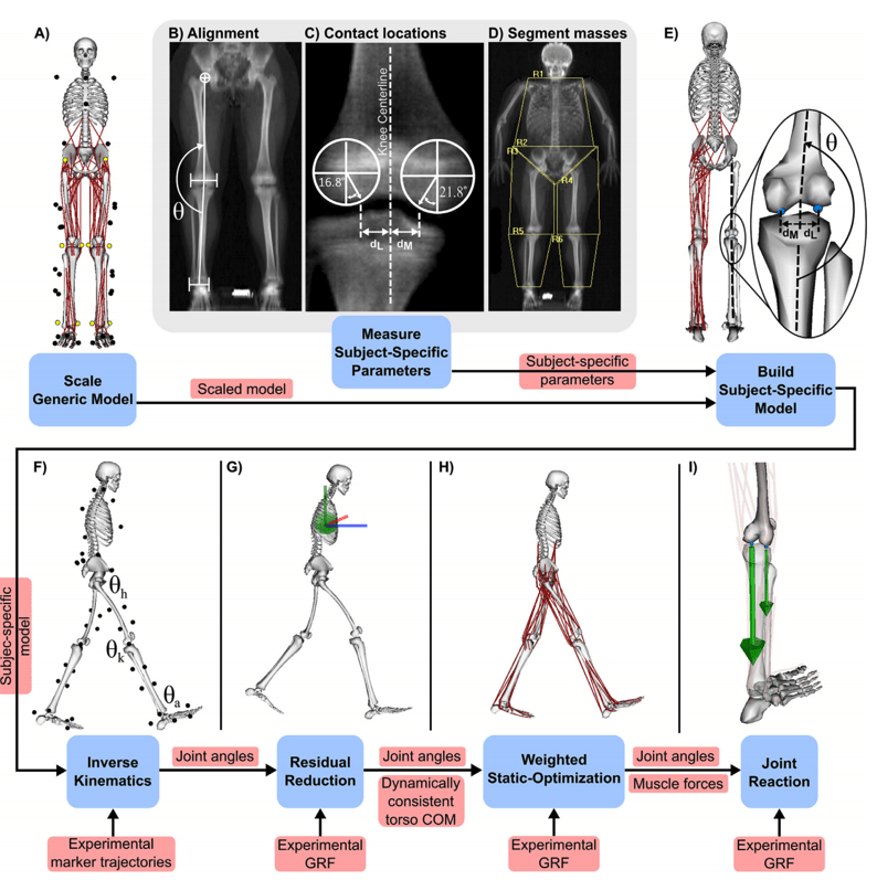 Musculoskeletal Modeling - Biomechatronics Lab